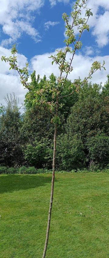 Hoogstam appelboom: Malus Pinova beschikbaar voor biedingen