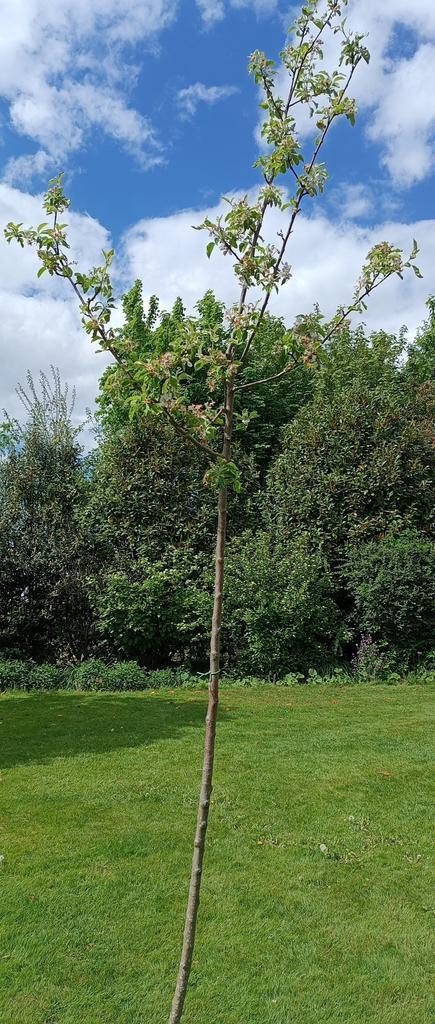 Hoogstam appelboom: Malus Pinova, Tuin en Terras, Planten | Fruitbomen, Appelboom, 250 tot 400 cm, Lente, Ophalen