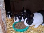 Jonge Hollanders mannetjes en vrouwtjes, Dieren en Toebehoren, Konijnen, Meerdere dieren, Dwerg, 0 tot 2 jaar
