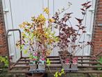 Goede Psychocarpus opulifolius Dart's gold / Red Baron, Ophalen, Overige soorten, Struik, 100 tot 250 cm