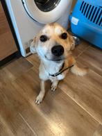 Mooi hond, Dieren en Toebehoren, Mei, Mannelijk