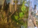 Gratis guppies and shrimps, Dieren en Toebehoren, Vis, Zoetwatervis