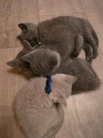 Britse korthaar kittens, Dieren en Toebehoren, Katten en Kittens | Raskatten | Korthaar, Meerdere dieren, Ontwormd