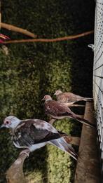 Bonte diamantduif pop 2025, Dieren en Toebehoren, Vogels | Overige Vogels