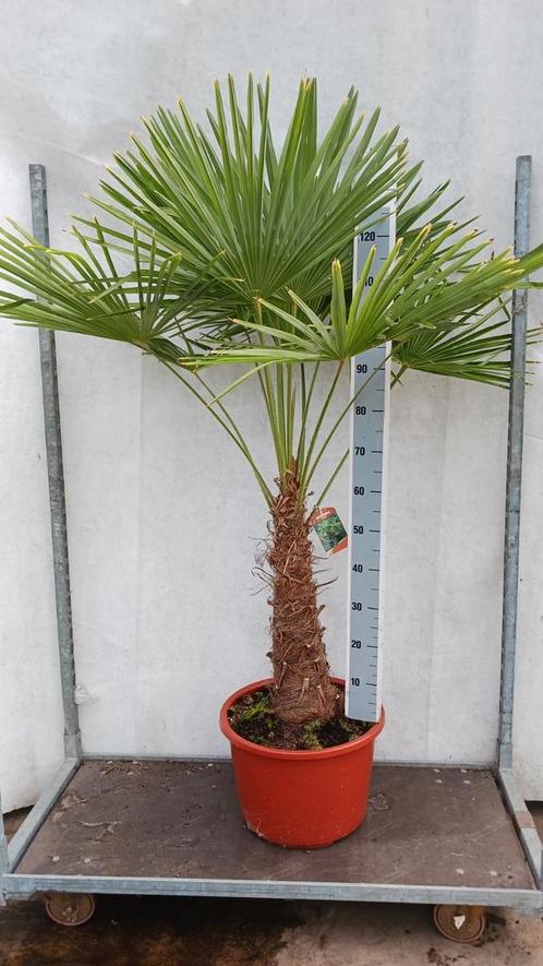 Trachycarpus fortunei stam hoog 2,00m, Tuin en Terras, Planten | Bomen, Palmboom, Volle zon, Zomer, Ophalen