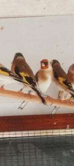 Parva putters Bruin Agaat mannen 2025, Dieren en Toebehoren, Vogels | Overige Vogels, Mannelijk, Wildzangvogel, Geringd