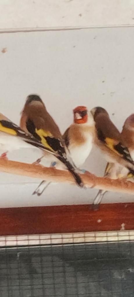 Parva putters Bruin Agaat mannen 2025, Dieren en Toebehoren, Vogels | Overige Vogels, Wildzangvogel, Mannelijk, Geringd