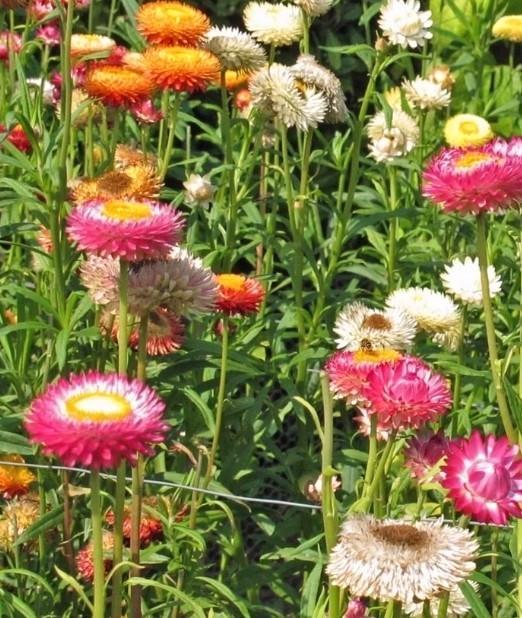 Biologische Zaden - Diverse Soorten, Tuin en Terras, Planten | Tuinplanten, Eenjarig, Overige soorten, Volle zon, Zomer, Ophalen of Verzenden