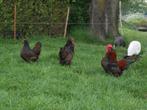 Te koop jonge barnevelder kriel hennen en hanen, Meerdere dieren, Kip