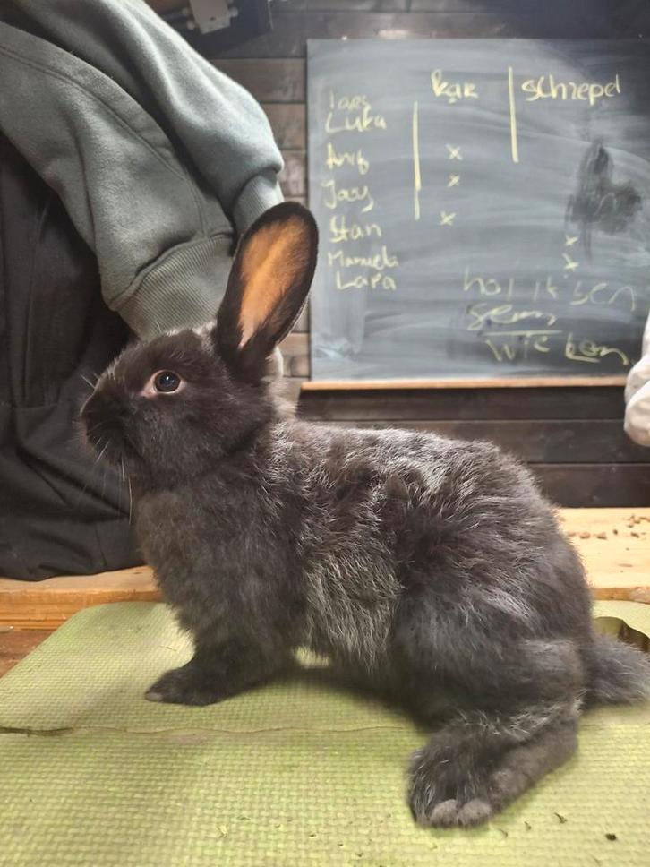 Jonge konijntjes kruizing nieuwzeelander en Rijnlander, Dieren en Toebehoren, Konijnen, Groot, Meerdere dieren