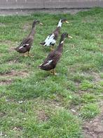 Loopeend vrouwtje ruilen voor een mannetje, Dieren en Toebehoren, Pluimvee, Mannelijk, Eend