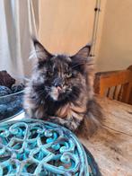 Maine coon. Poes, stamboom, 1.5 jaar oud, Dieren en Toebehoren, Katten en Kittens | Raskatten | Langhaar, Poes, Gechipt, 0 tot 2 jaar