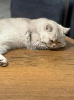 Britse korthaar 6 maanden, Dieren en Toebehoren, Katten en Kittens | Raskatten | Korthaar, Kater