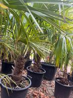 Trachycarpus fortunei 200cm – sterk & winterhard, Tuin en Terras, Planten | Tuinplanten, Ophalen, Overige soorten, Halfschaduw