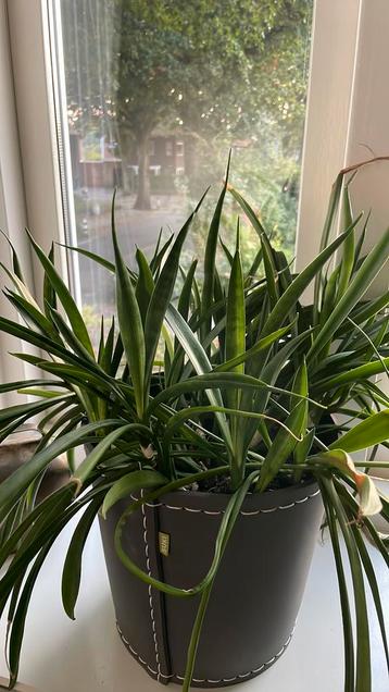 Mooie Sansevieria in pot beschikbaar voor biedingen