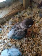 Baby dwergpapagaaien voor handtam, Geslacht onbekend, Dwergpapegaai of Agapornis