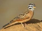 Grijskeel gors, Dieren en Toebehoren, Vogels | Overige Vogels, Meerdere dieren, Wildzangvogel, Geringd