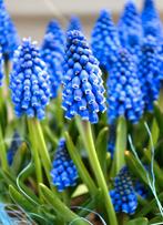 Biologische Blauwe Druifjes Zaden, Ophalen of Verzenden, Volle zon