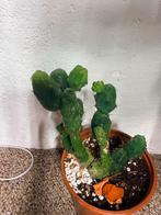 Penis Cactus, Ophalen, Halfschaduw, Minder dan 100 cm, Groene kamerplant