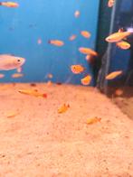 Chinese Danio goud desgewenst bezorgd aan huis, Dieren en Toebehoren, Vissen | Aquariumvissen, Vis