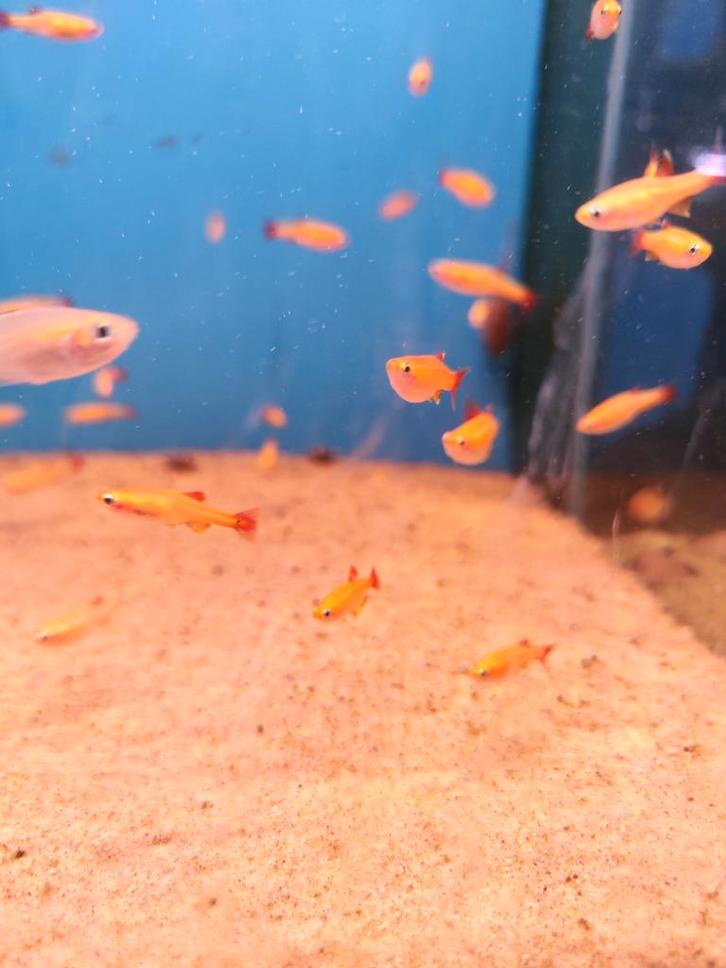 Chinese Danio goud desgewenst bezorgd aan huis, Dieren en Toebehoren, Vissen | Aquariumvissen, Vis