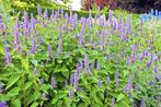 Agastache dropplant zaden, Ophalen of Verzenden, Voorjaar, Volle zon, Zaad