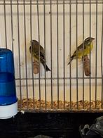 Mozambiquesijsen, Dieren en Toebehoren, Vogels | Overige Vogels, Meerdere dieren, Tropenvogel