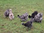 Zijdehoenders, Dieren en Toebehoren, Pluimvee, Meerdere dieren, Kip
