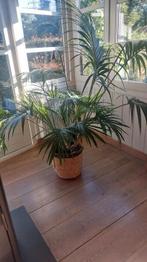 Kamerplant, Ophalen of Verzenden, Volle zon, Overige soorten, 100 tot 250 cm