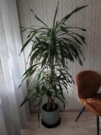 Plant, Huis en Inrichting, Kamerplanten, Ophalen of Verzenden, Halfschaduw