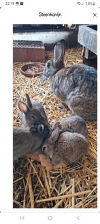 Steenkonijn Belgische steenkonijnen., Dieren en Toebehoren, Konijnen, Vrouwelijk, Middelgroot, 0 tot 2 jaar