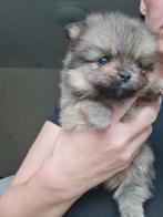 EXCLUSIVE POMS mini Pomeranians 6 weken, teefje en reutjes, Dieren en Toebehoren, Honden | Chihuahua's en Gezelschapshonden, Overige rassen