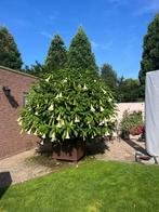 Brugmansia Engelentrompet Boom in Pot, Tuin en Terras, Overige soorten, 100 tot 250 cm, Zomer, Ophalen