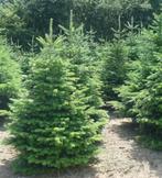 Kerstboom verschillende hoogtes, Tuin en Terras, Ophalen of Verzenden, Overige soorten, Struik