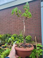 kastanje bonsai, Tuin en Terras, Planten | Bomen, Minder dan 100 cm, Overige soorten, Ophalen of Verzenden