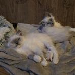 😻Ragdoll katertje ouders getest😻, Dieren en Toebehoren, Katten en Kittens | Raskatten | Langhaar, Kater, Gechipt, 0 tot 2 jaar