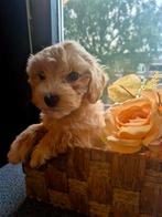 maltipoo pups, Dieren en Toebehoren, Honden | Chihuahua's en Gezelschapshonden, Overige rassen, 8 tot 15 weken, CDV (hondenziekte)