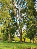 Weiland voor pony's te huur, Dieren en Toebehoren, Stalling en Weidegang