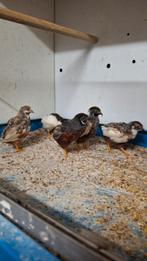 chinese dwergkwartels 6 mannetjes te koop 1 euro per stuk, Dieren en Toebehoren, Vogels | Overige Vogels, Mannelijk, Tropenvogel
