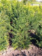 Taxus Baccata, Tuin en Terras, Planten | Struiken en Hagen, Taxus, Ophalen