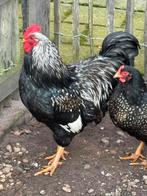 Barnevelder haan. Dubbelgezoomd Zilver, Dieren en Toebehoren, Pluimvee, Mannelijk, Kip