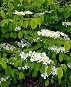 Viburnum witte bloemen. Watanebe 1 kopen is 2 gratis, Ophalen of Verzenden