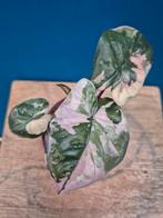 Alocasia Yutacan Princess p10 (2), Ophalen of Verzenden, Halfschaduw, Minder dan 100 cm