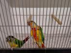 Jonge pyrrhura baby's net zelfstandig super lief., Dieren en Toebehoren, Vogels | Parkieten en Papegaaien, Geslacht onbekend, Papegaai