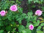 Rozen, Vaste plant, Halfschaduw, Zomer, Ophalen