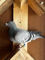 Perfecte bloedlijn!, Dieren en Toebehoren, Vogels | Duiven, Vrouwelijk, Postduif