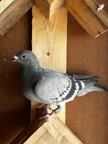 Perfecte bloedlijn! beschikbaar voor biedingen