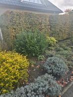 Gratis Laurier supergezond redelijk groot, Tuin en Terras, Planten | Struiken en Hagen, Ophalen of Verzenden