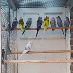 10 mooie grasparkietjes, Dieren en Toebehoren, Vogels | Parkieten en Papegaaien, Meerdere dieren, Parkiet