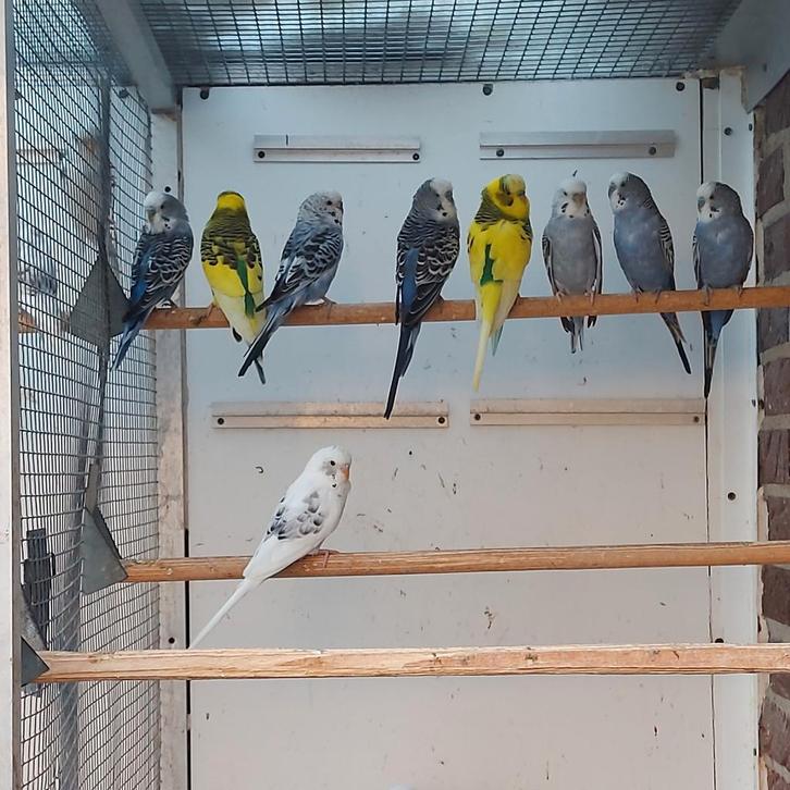 10 mooie grasparkietjes, Dieren en Toebehoren, Vogels | Parkieten en Papegaaien, Parkiet, Meerdere dieren